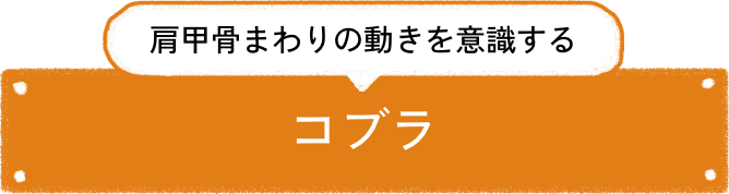 肩甲骨まわりの動きを意識する コブラ