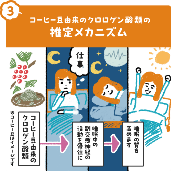 コーヒー豆由来のクロロゲン酸類と睡眠の質、花王の研究への取り組みを紹介する図