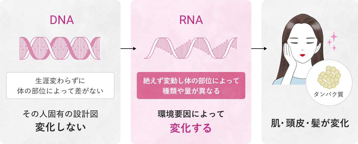 DNA（その人固有の設計図 変化しない）→RNA（環境要因によって 変化する）→肌・頭皮・髪が変化