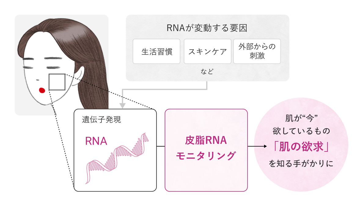 RNAが変動する要因→皮脂RNAモニタリング→肌が“今”欲しているもの「肌の欲求」を知る手がかりに