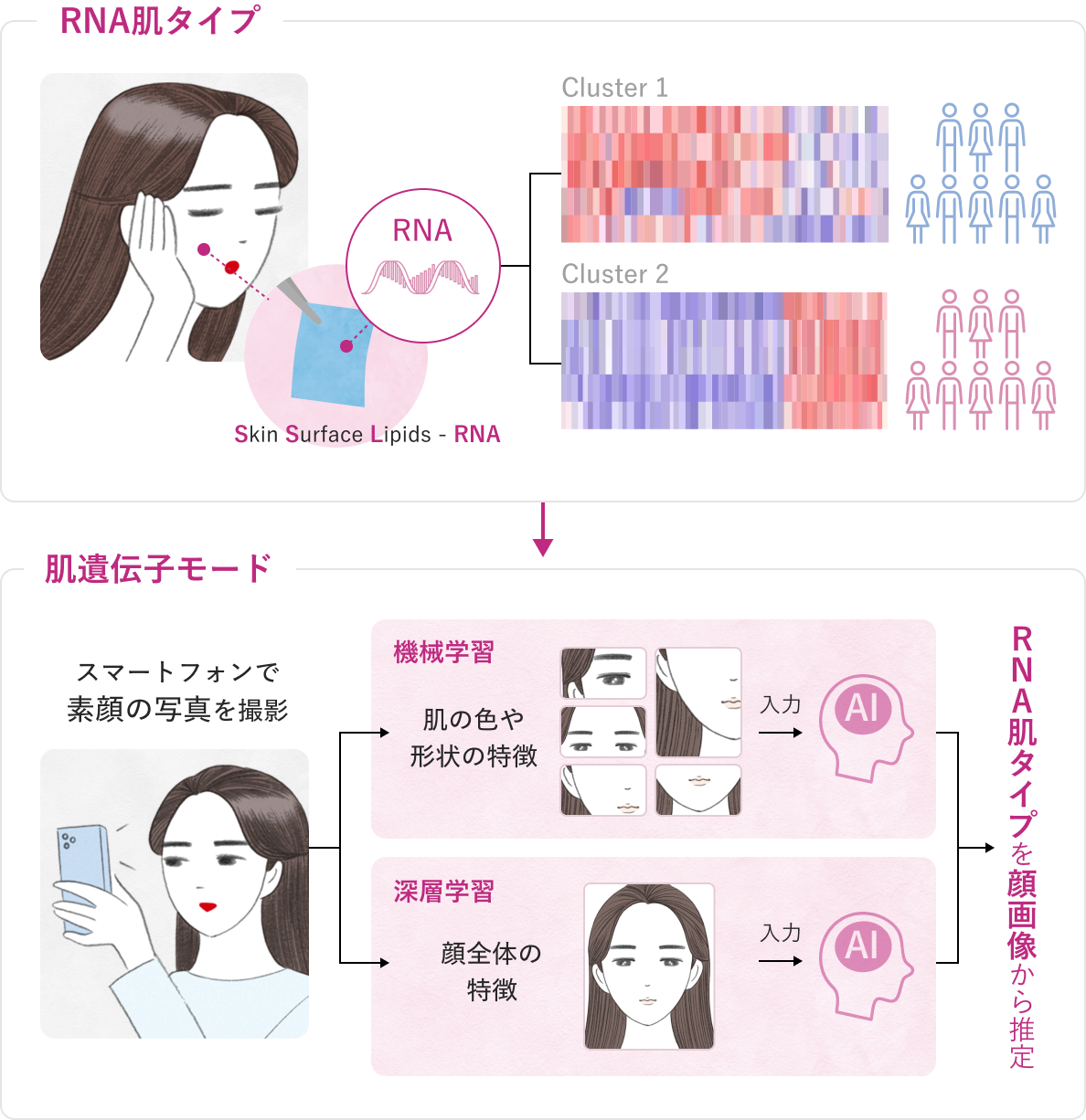 RNA肌タイプイメージ。肌遺伝子モード：RNA肌タイプを顔画像から推定
