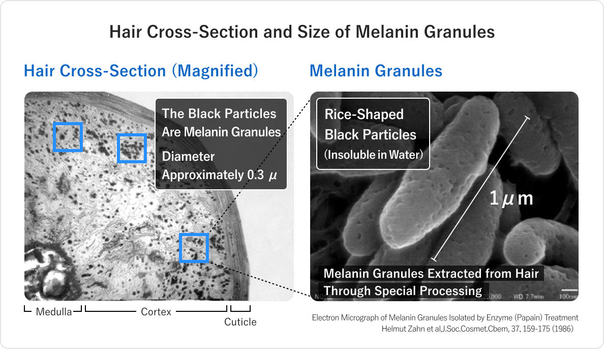 Cross-section of hair and size of melanin granules