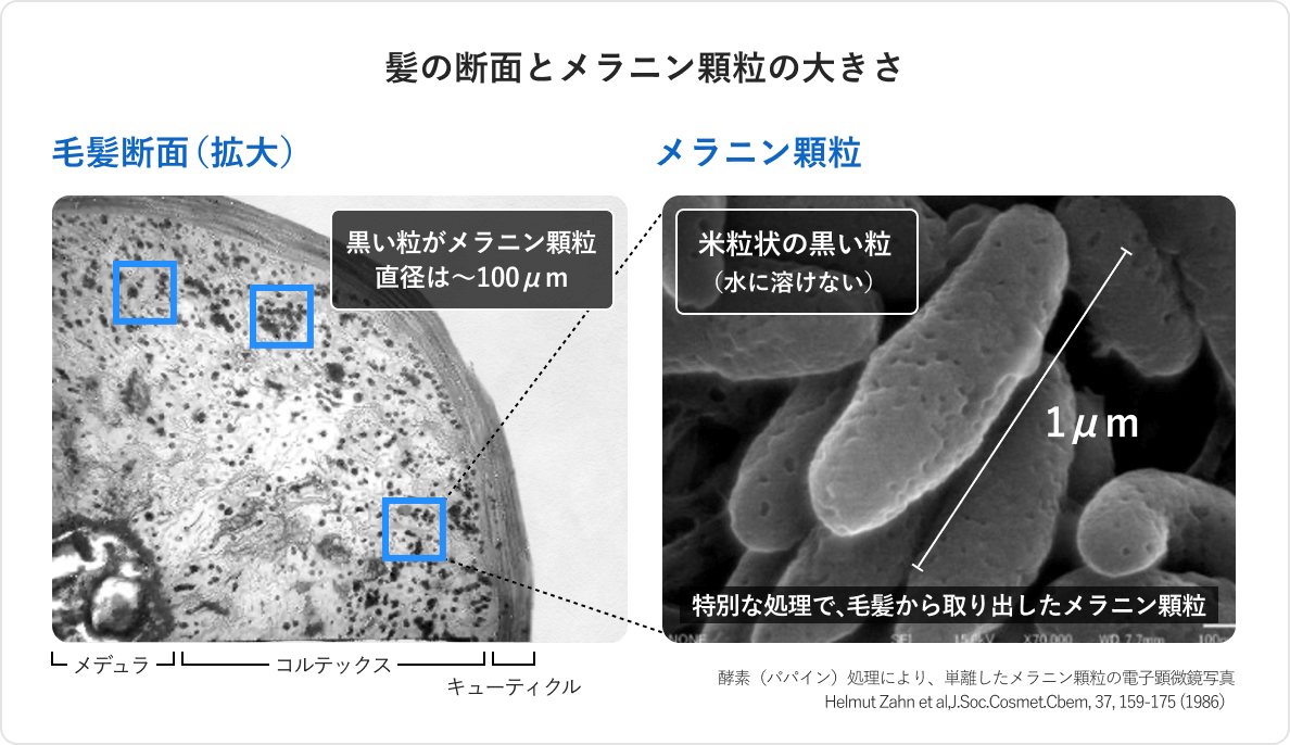 髪の断面とメラニン顆粒の大きさ