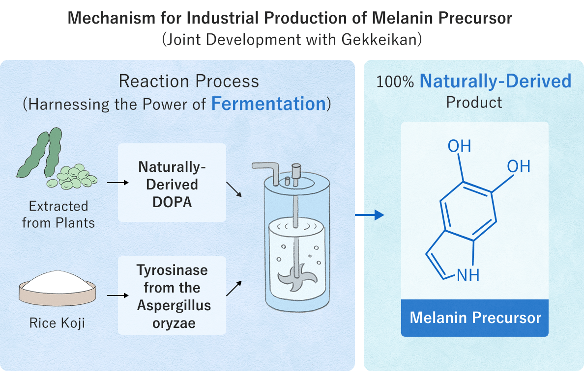 Industrial process for producing melanin precursors (jointly developed with Gekkeikan)