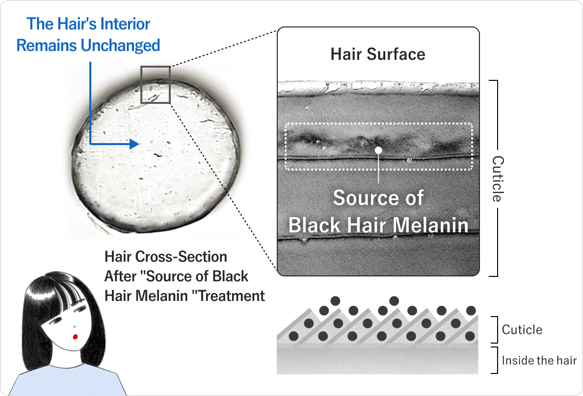 Cross-section of hair after treatment with black hair melanin precursors